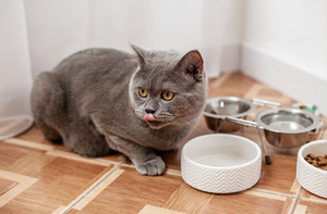 Easy Feeding essentials For Happier Pets